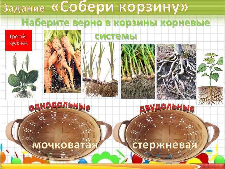 Задание «Собери корзину» Наберите верно в корзины корневые Третий системы кусочек мочковатая стержневая 