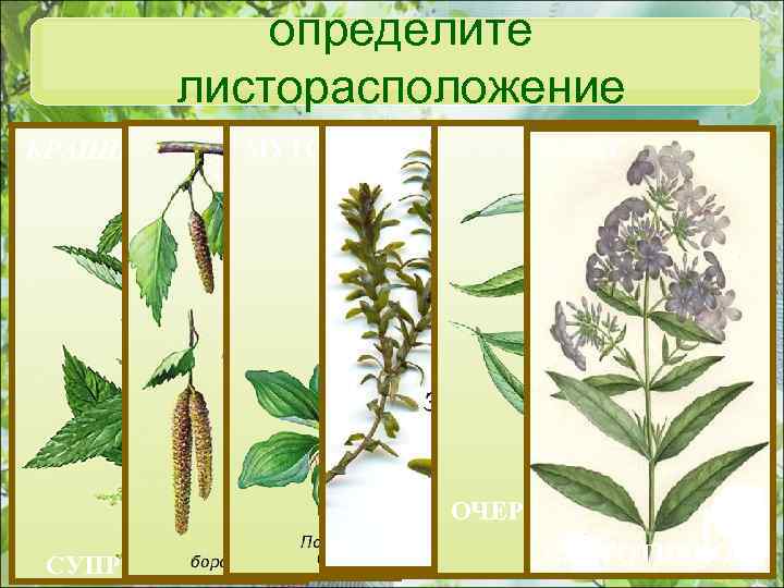 определите листорасположение КРАПИВА МУТОВЧАТОЕ ОЧЕРЁДНОЕ ФЛОКС ОЧЕРЁДНОЕ СУПРОТИВНОЕ МУТОВЧАТОЕ СУПРОТИВНОЕ 
