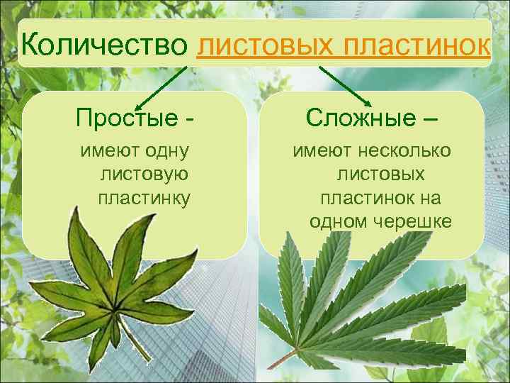 Количество листовых пластинок Простые - Сложные – имеют одну листовую пластинку имеют несколько листовых