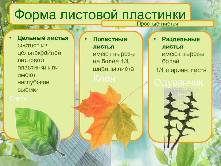 Форма листовой пластинки Простые листья • Цельные листья состоят из цельнокрайной листовой пластинки или