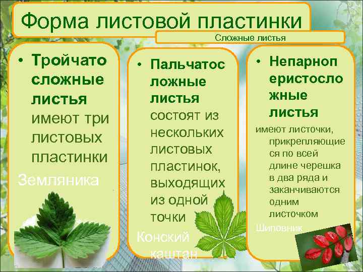 Форма листовой пластинки Сложные листья • Тройчато сложные листья имеют три листовых пластинки Земляника