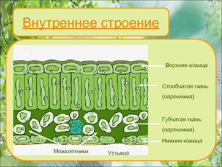 Внутреннее строение Верхняя кожица Столбчатая ткань (паренхима) Губчатая ткань (паренхима) Нижняя кожица Межклетники Устьице