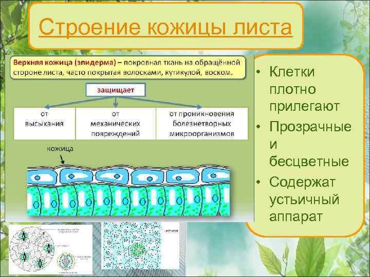 Строение кожицы листа • Клетки плотно прилегают • Прозрачные и бесцветные • Содержат устьичный