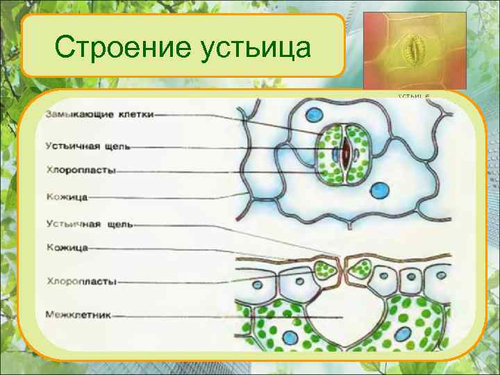 Строение устьица устьице закрытое устьице открытое 