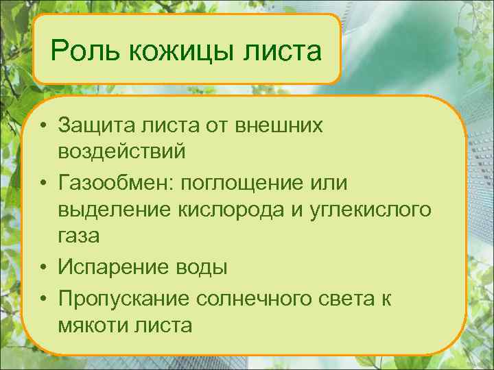 Роль кожицы листа • Защита листа от внешних воздействий • Газообмен: поглощение или выделение