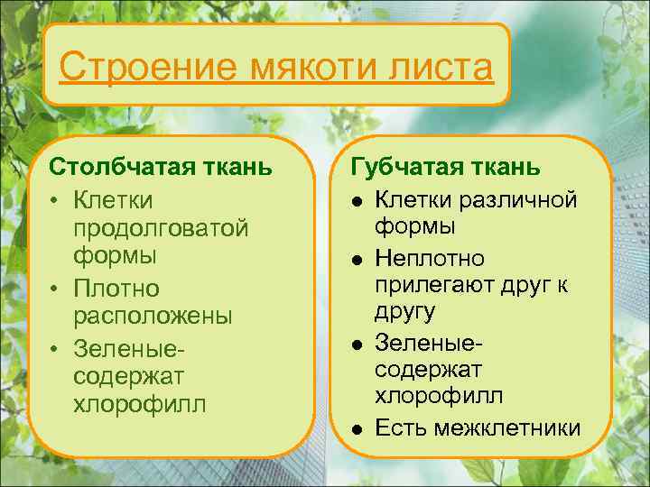 Строение мякоти листа Столбчатая ткань • Клетки продолговатой формы • Плотно расположены • Зеленыесодержат