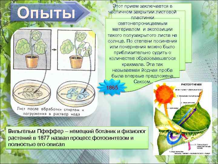 Опыты Этот прием заключается в частичном закрытии листовой пластинки светонепроницаемым материалом и экспозиции такого