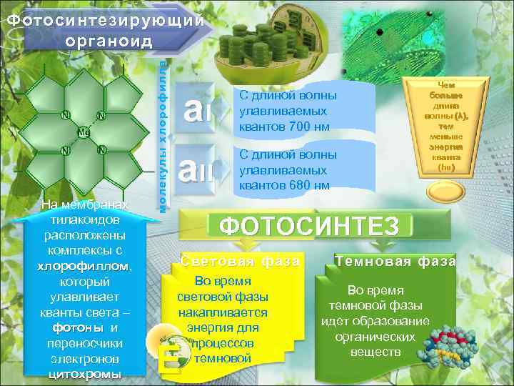 На мембранах тилакоидов расположены комплексы с хлорофиллом, хлорофиллом который улавливает кванты света – фотоны