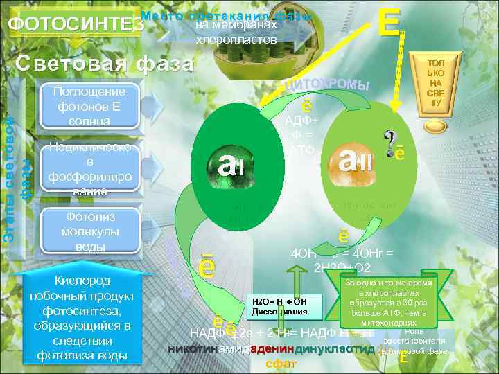 Е Место протекания фазы на мембранах ФОТОСИНТЕЗ хлоропластов Этапы световой фазы Световая фаза Поглощение