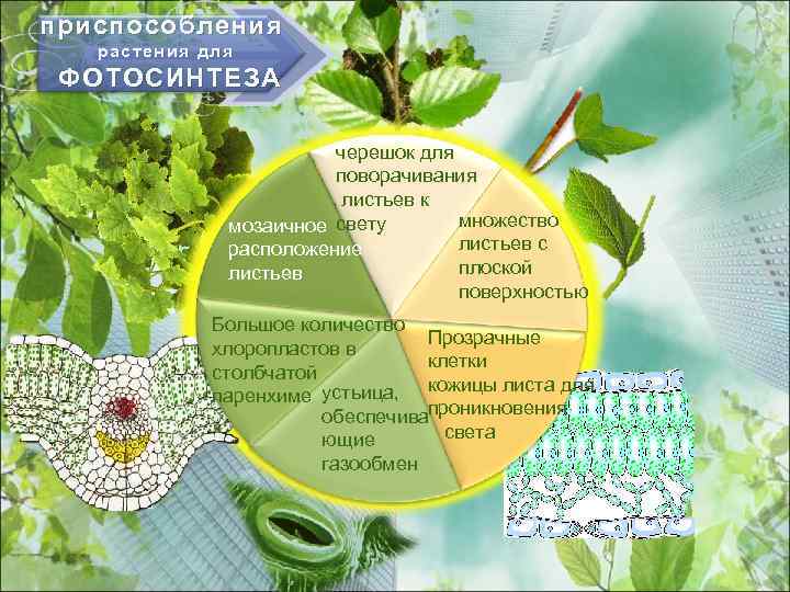 приспособления растения для ФОТОСИНТЕЗА черешок для поворачивания листьев к множество мозаичное свету листьев с
