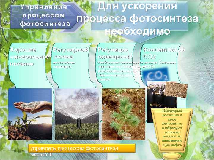 Управление процессом фотосинтеза Для ускорения процесса фотосинтеза необходимо Хорошее Регулярный минеральное полив достаточная питание