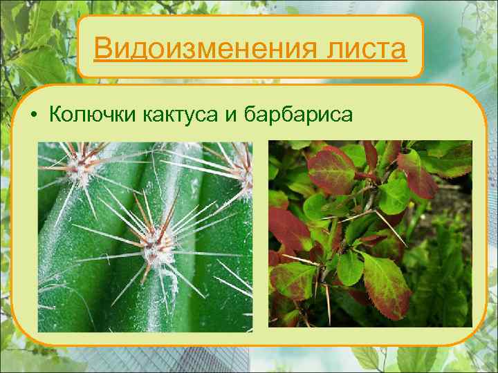 Видоизменения листа • Колючки кактуса и барбариса 