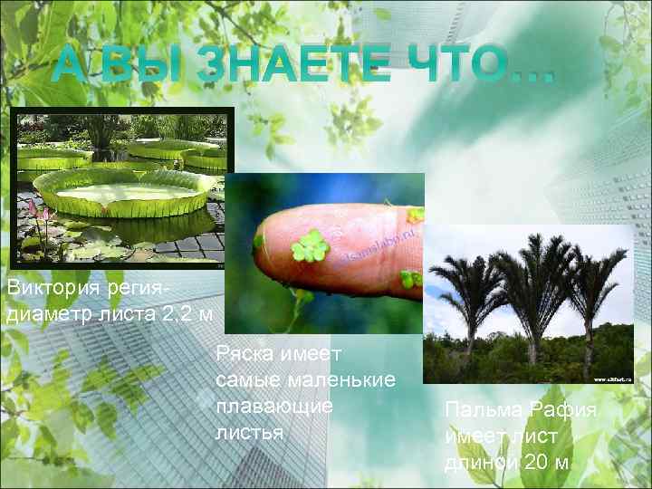 А ВЫ ЗНАЕТЕ ЧТО… Виктория региядиаметр листа 2, 2 м Ряска имеет самые маленькие