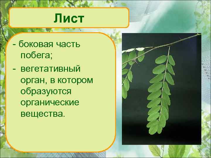 Лист - боковая часть побега; - вегетативный орган, в котором образуются органические вещества. 