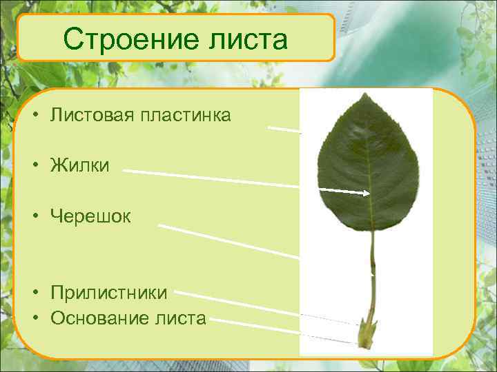 Строение листа • Листовая пластинка • Жилки • Черешок • Прилистники • Основание листа