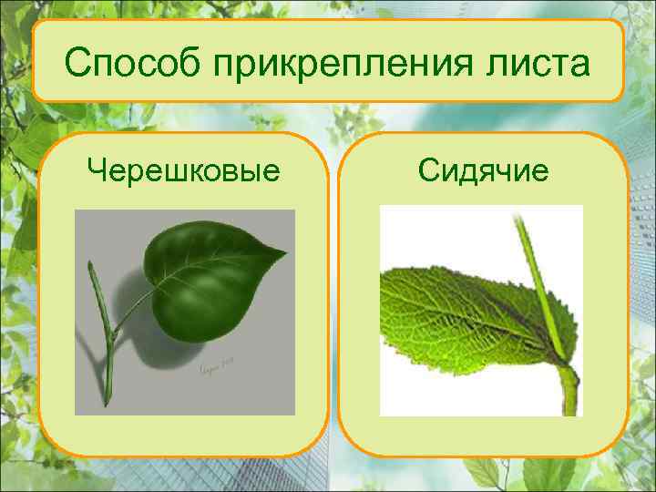 Способ прикрепления листа Черешковые Сидячие 