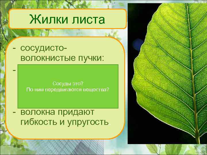 Жилки листа - сосудистоволокнистые пучки: - по сосудам перемещается вода и Сосуды это? По