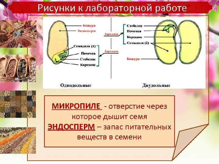 Запас питательных веществ в семени. Через микропиле в семя. Отверстие через которое семя дышит. Запас питательных веществ в эндосперме.