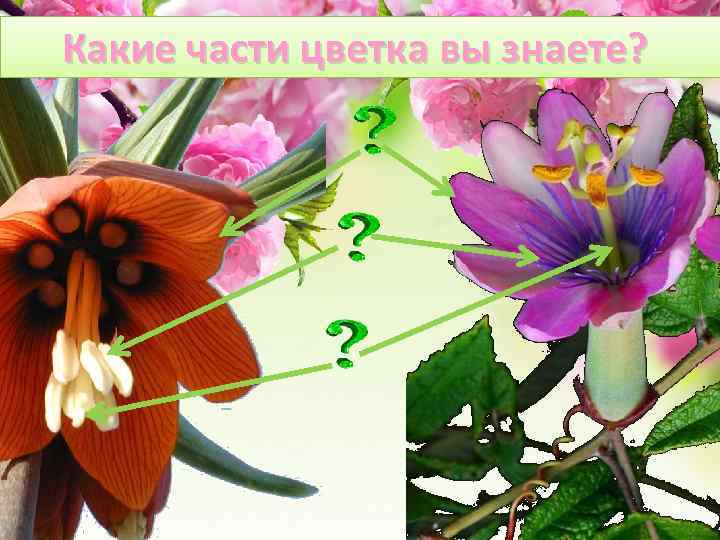 Какие части цветка вы знаете? 