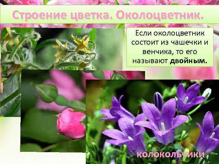 Строение цветка. Околоцветник. Если околоцветник состоит из чашечки и венчика, то его называют двойным.