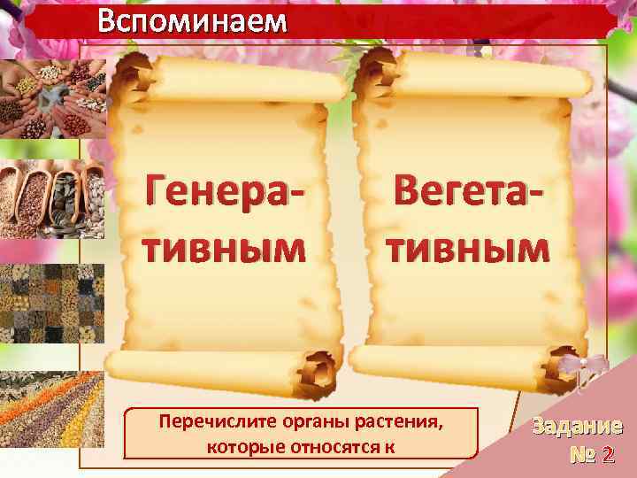 Вспоминаем Генеративным Вегетативным Перечислите органы растения, которые относятся к Задание № 2 