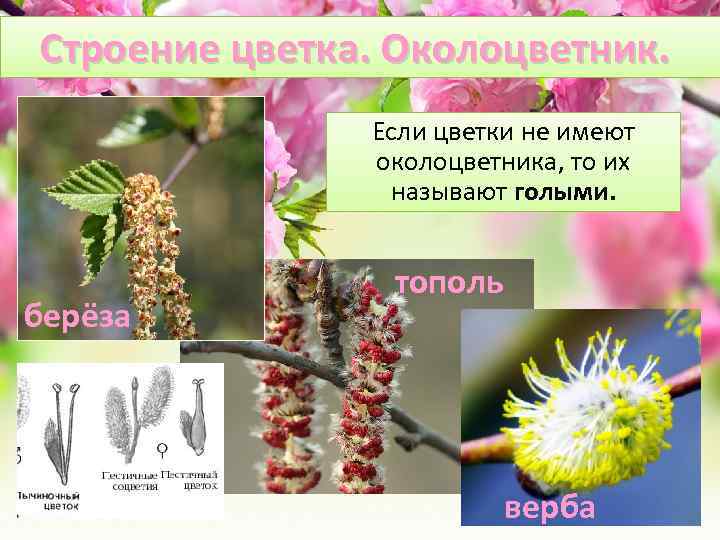 Строение цветка. Околоцветник. Если цветки не имеют околоцветника, то их называют голыми. берёза тополь