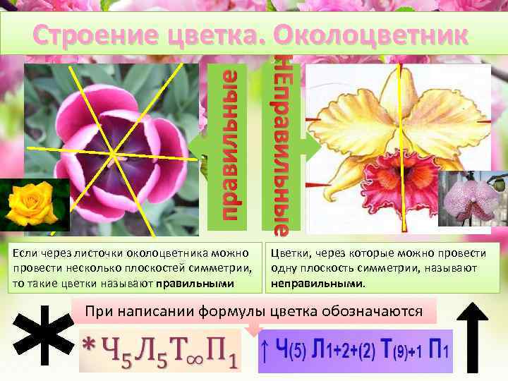 Если через листочки околоцветника можно провести несколько плоскостей симметрии, то такие цветки называют правильными