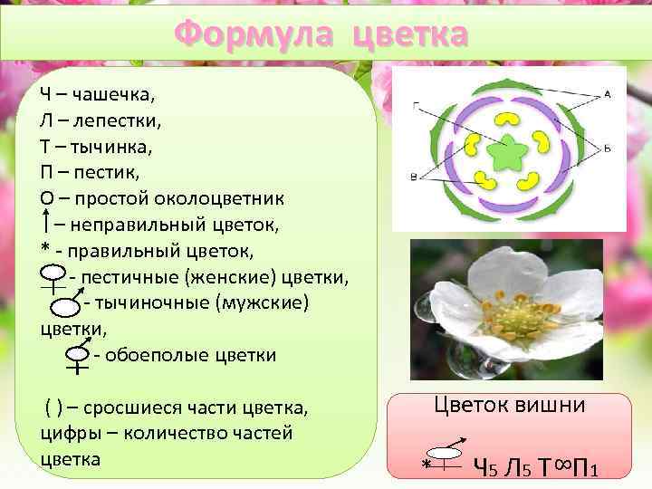 Формула цветка Цветок вишни * Ч 5 Л 5 Т П 1 8 Ч
