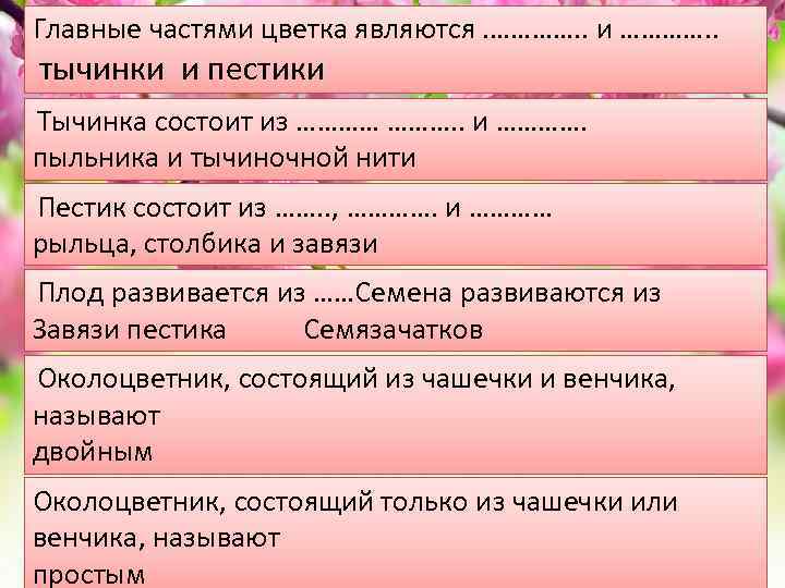 Главные частями цветка являются. …………. . и …………. . тычинки и пестики Тычинка состоит