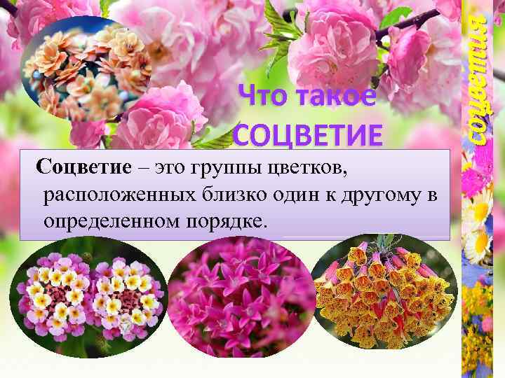 Соцветие – это группы цветков, расположенных близко один к другому в определенном порядке. соцветия