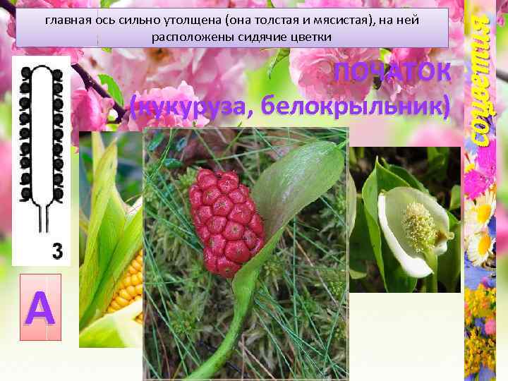 ПОЧАТОК (кукуруза, белокрыльник) А соцветия главная ось сильно утолщена (она толстая и мясистая), на