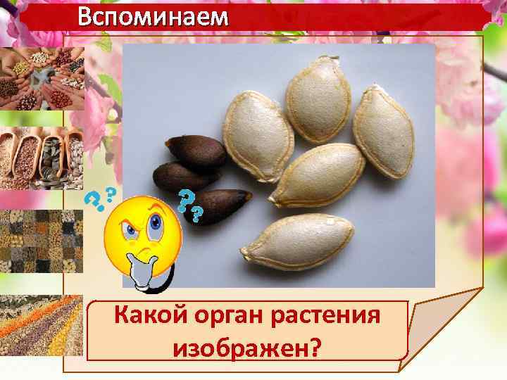 Вспоминаем Какой орган растения изображен? 