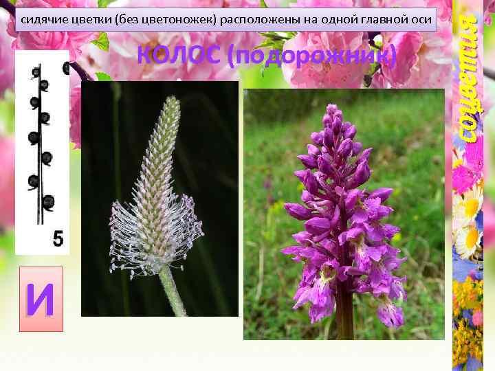 КОЛОС (подорожник) И соцветия сидячие цветки (без цветоножек) расположены на одной главной оси 