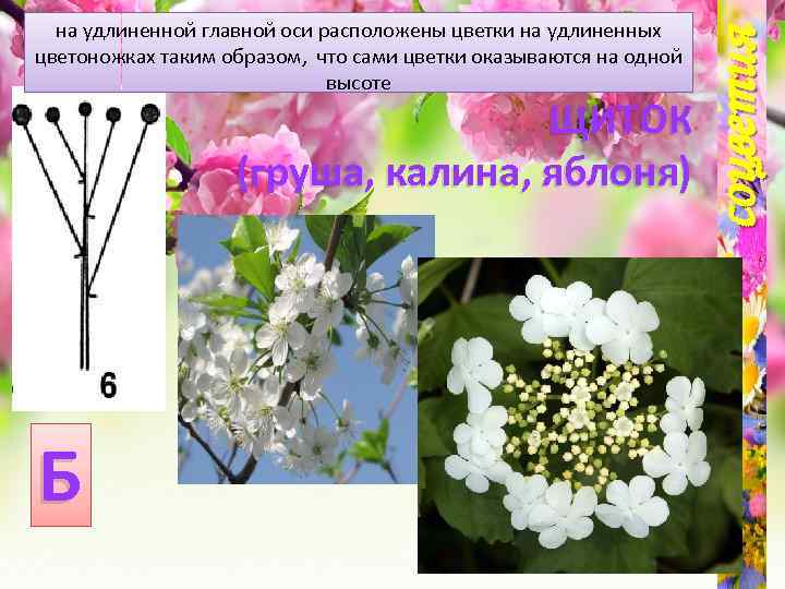 ЩИТОК (груша, калина, яблоня) Б соцветия на удлиненной главной оси расположены цветки на удлиненных