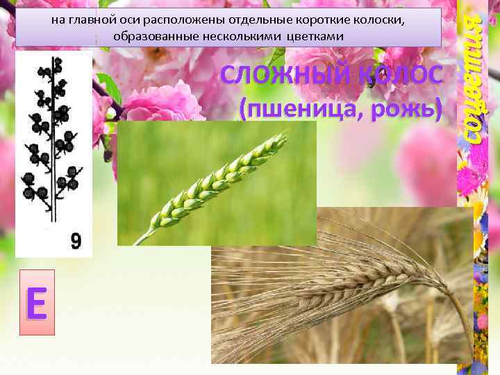 СЛОЖНЫЙ КОЛОС (пшеница, рожь) Е соцветия на главной оси расположены отдельные короткие колоски, образованные