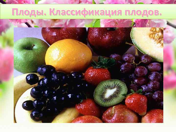 Плоды. Классификация плодов. 