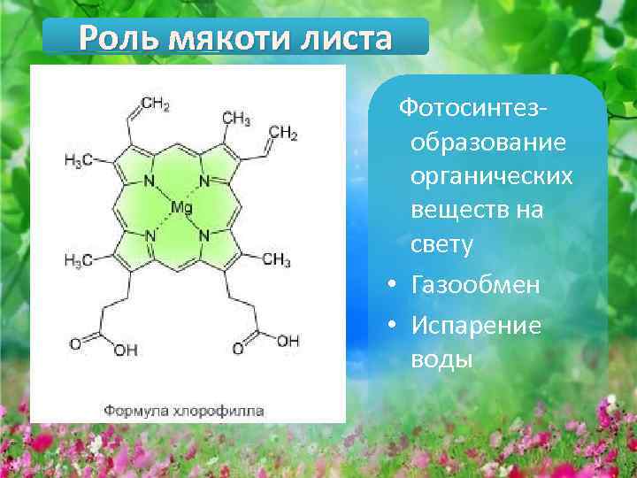 Русский ученый впервые значение хлорофилла для фотосинтеза. Хлорофилл. Хлорофилл фотосинтез. Хлорофилл органическое вещество. Хлорофилл формула.