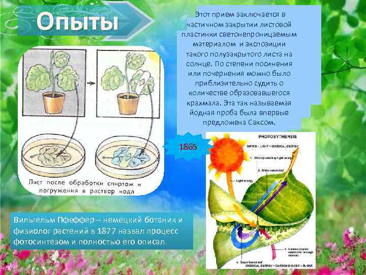 Опыты Этот прием заключается в частичном закрытии листовой пластинки светонепроницаемым материалом и экспозиции такого