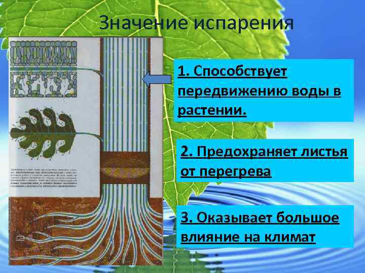 Значение испарения 1. Способствует передвижению воды в растении. 2. Предохраняет листья от перегрева 3.