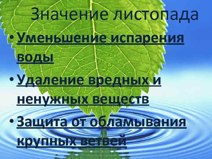 Значение листопада • Уменьшение испарения воды • Удаление вредных и ненужных веществ • Защита