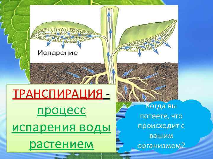 ТРАНСПИРАЦИЯ - процесс испарения воды растением Когда вы потеете, что происходит с вашим организмом?