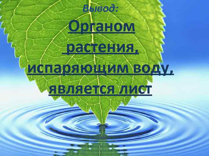 Вывод: Органом растения, испаряющим воду, является лист 