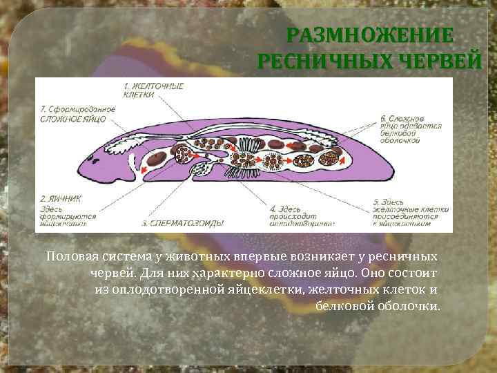 РАЗМНОЖЕНИЕ РЕСНИЧНЫХ ЧЕРВЕЙ Половая система у животных впервые возникает у ресничных червей. Для них