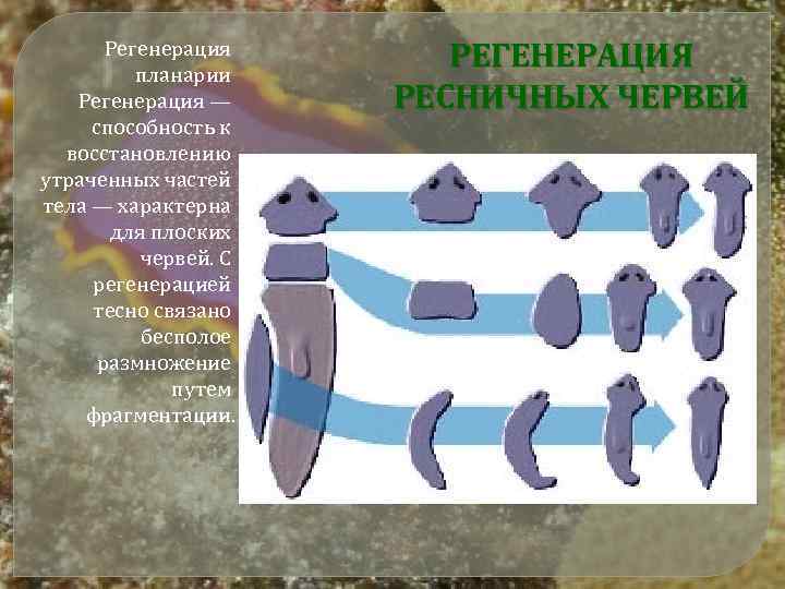 Регенерация планарии Регенерация — способность к восстановлению утраченных частей тела — характерна для плоских