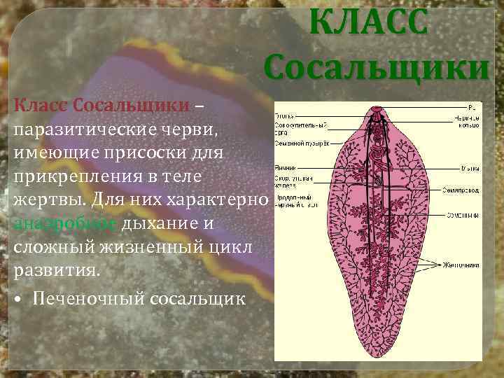 КЛАСС Сосальщики Класс Сосальщики – паразитические черви, имеющие присоски для прикрепления в теле жертвы.