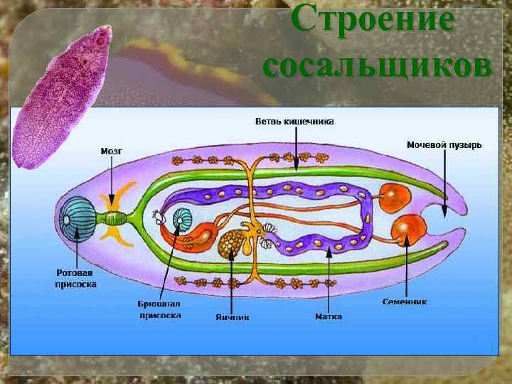 Строение сосальщиков 