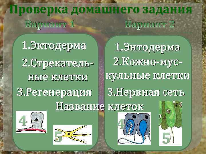 Проверка домашнего задания Вариант 1 Вариант 2 1. Эктодерма 1. Энтодерма 2. Кожно-мус2. Стрекателькульные