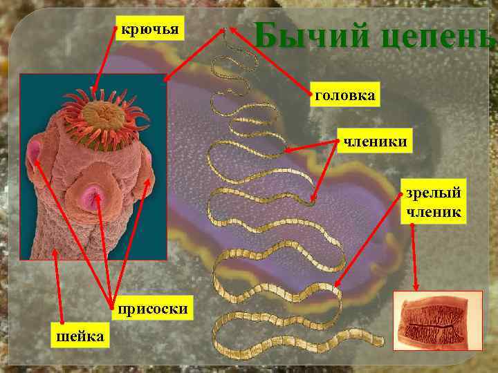 крючья Бычий цепень головка членики зрелый членик присоски шейка 