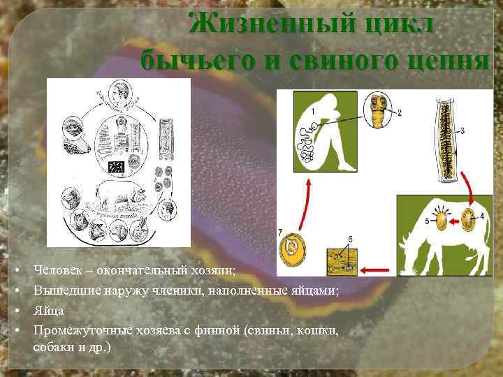 Жизненный цикл бычьего и свиного цепня • • Человек – окончательный хозяин; Вышедшие наружу