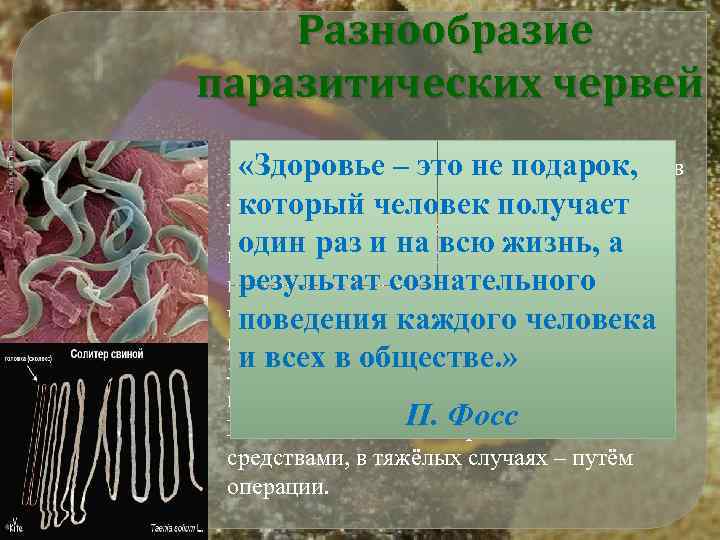 Разнообразие паразитических червей Более 7000 видов сосальщиков и 3000 видов «Здоровье – это не